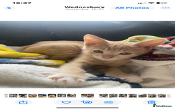 Mixed Breed cats for sale: 2 kittens left ready now! - Image 7