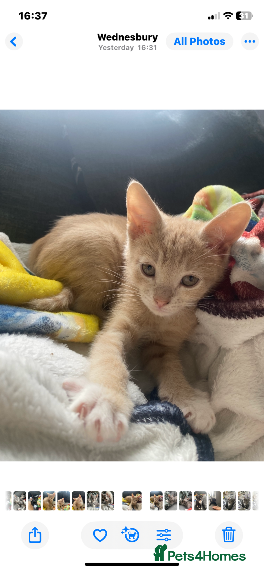 Mixed Breed cats for sale: 2 kittens left ready now! - Image 7