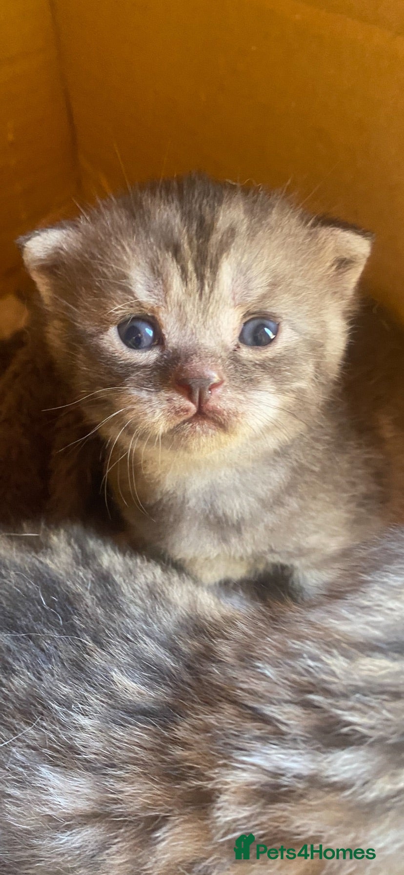 British Shorthair cats British Shorthair/Scottish fold  - Advert 3
