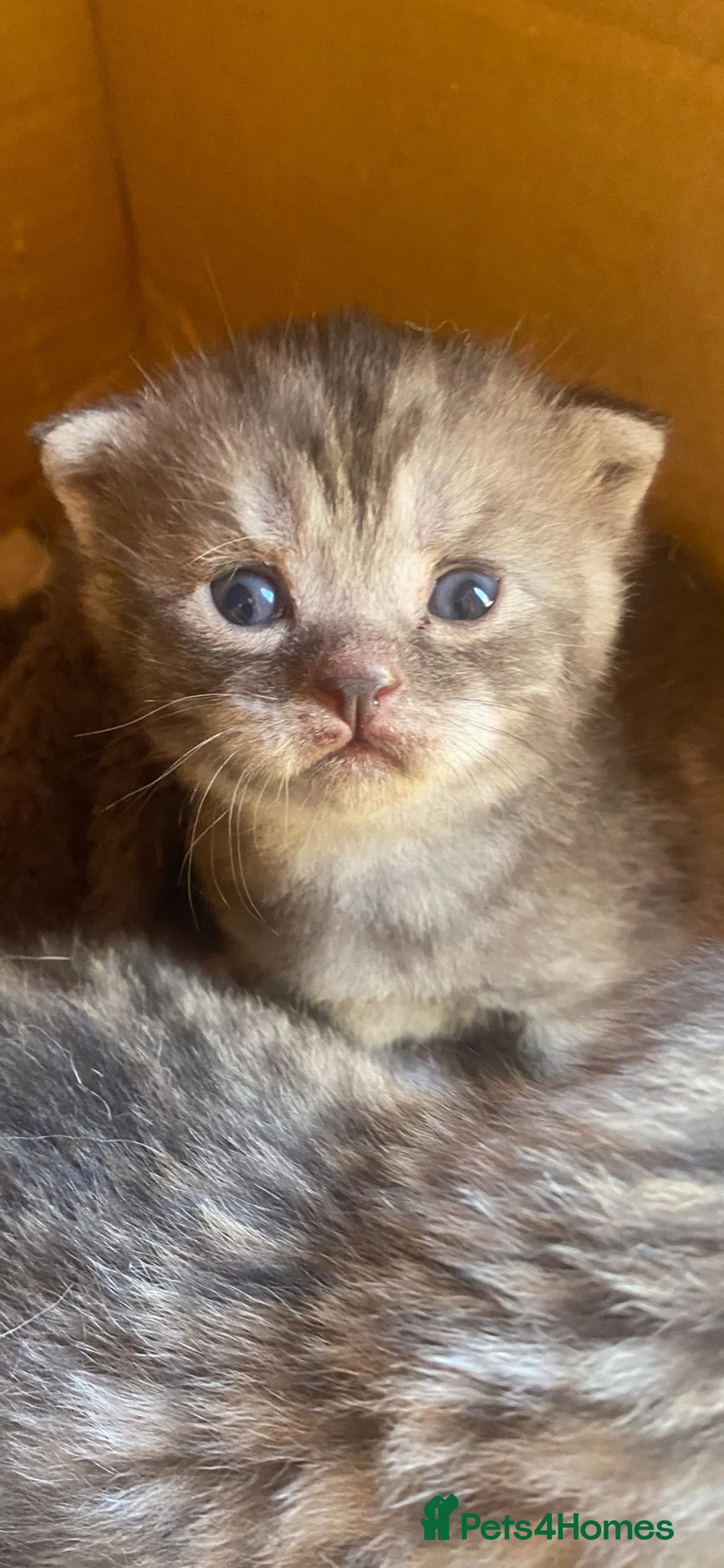 British Shorthair cats for sale: British Shorthair/Scottish fold  - Advert 2