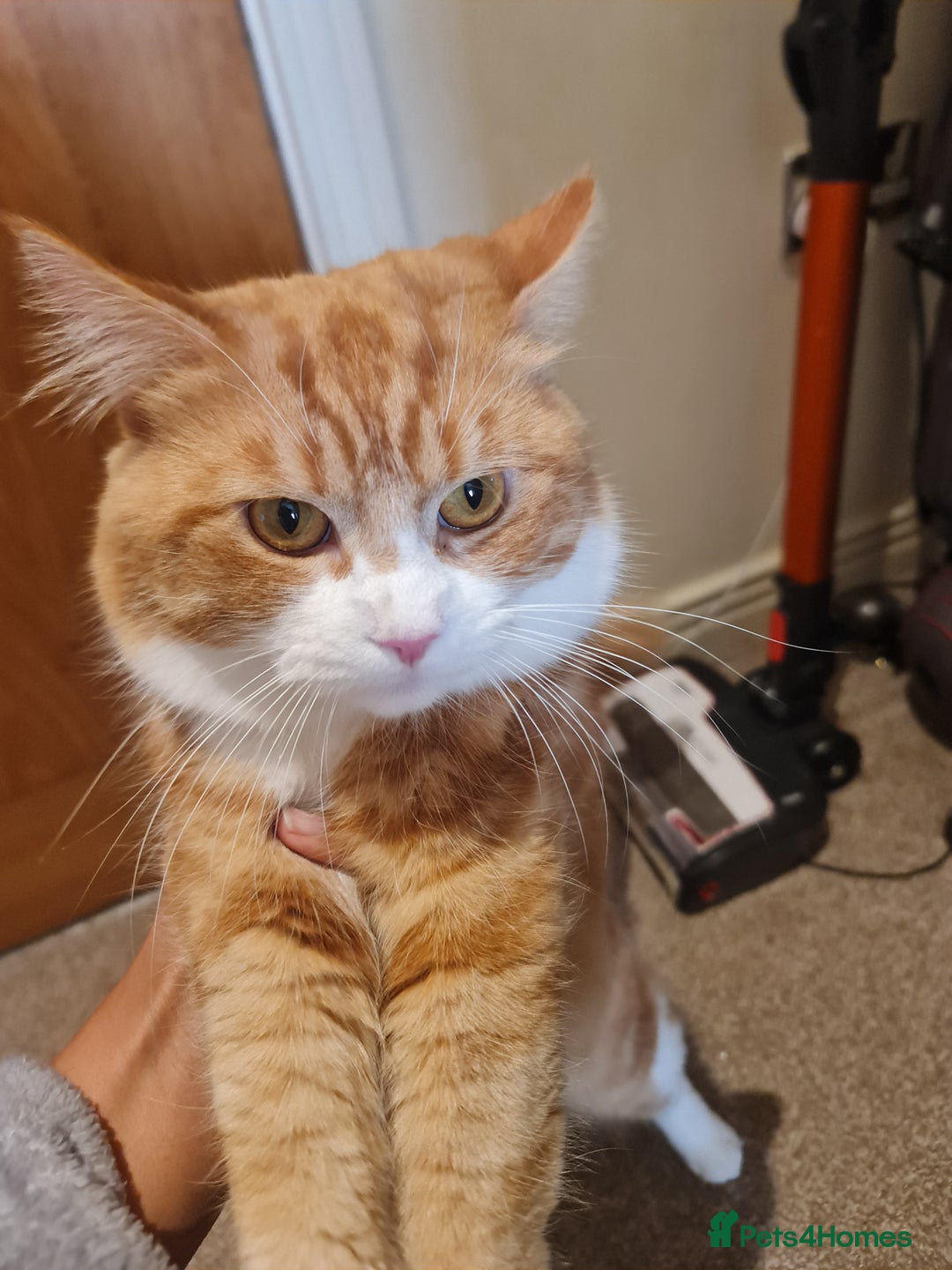 Mixed Breed cats for sale: Ginger long hair male cat - Advert 4