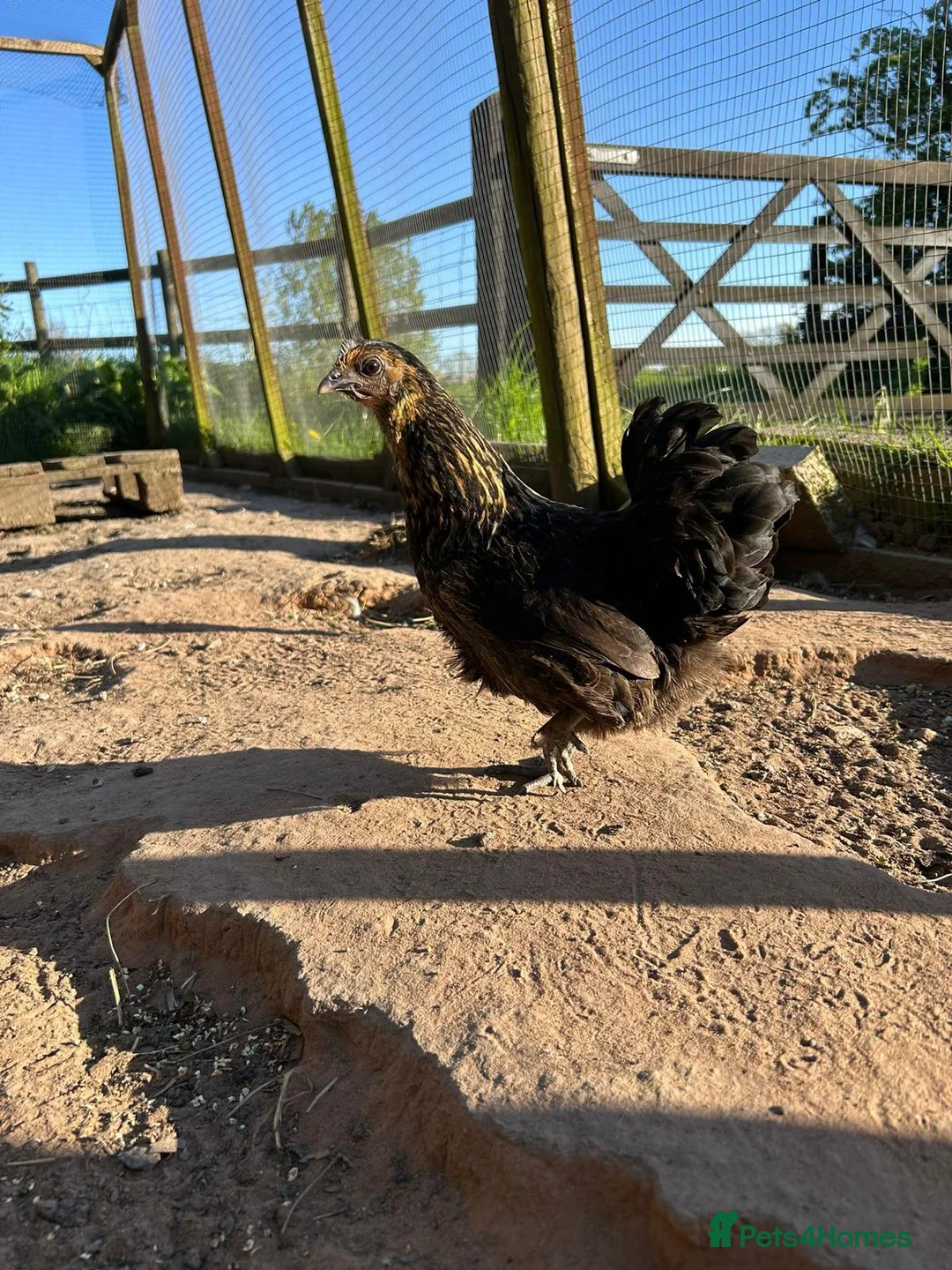 Chickens poultry for sale: 8 small Bantam Hen's available  in Preston - Advert 11