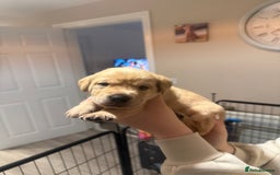 Labrador Retriever dogs for sale: Labrador puppies  - Image 16
