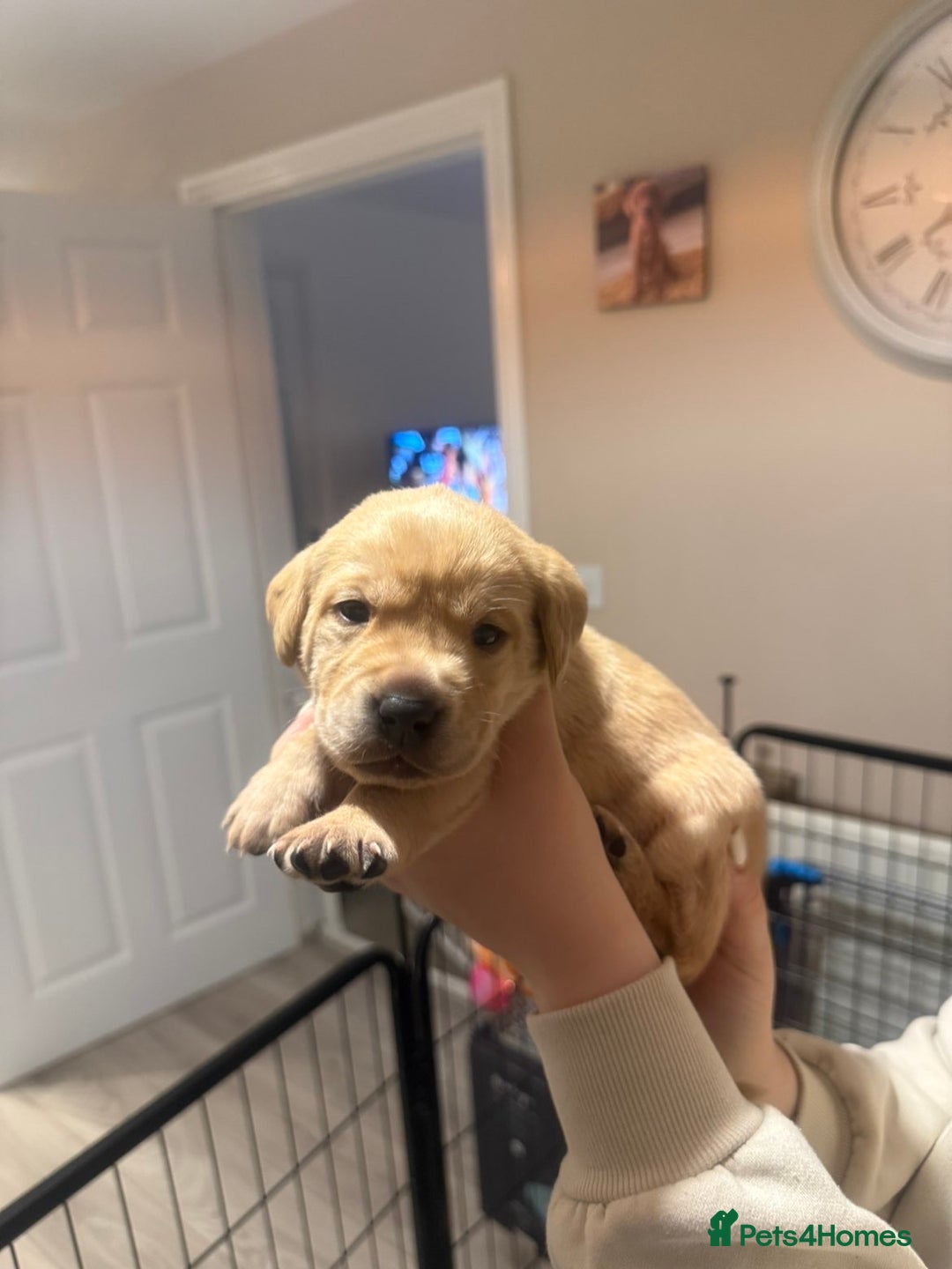 Labrador Retriever dogs for sale: Labrador puppies  - Image 16