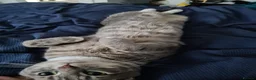 British Shorthair cats for sale: STUNNING RARE DILUTE CALICO KITTENS   - Advert 10