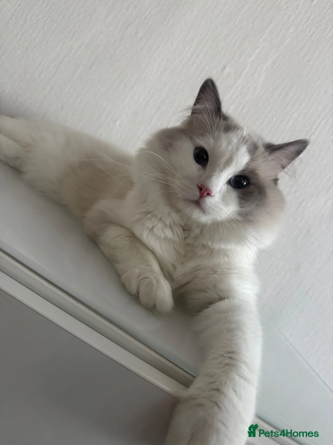 Ragdoll cats for sale: RAGDOLL MALE 11 months - Advert 1