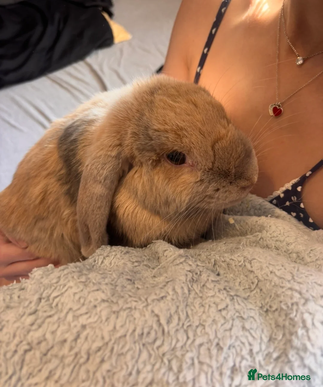 Mini Lop rabbits for sale: Two Bonded Rabbits (Brother and Sister) in Sheerness - Advert 10