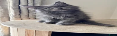 Maine Coon 1