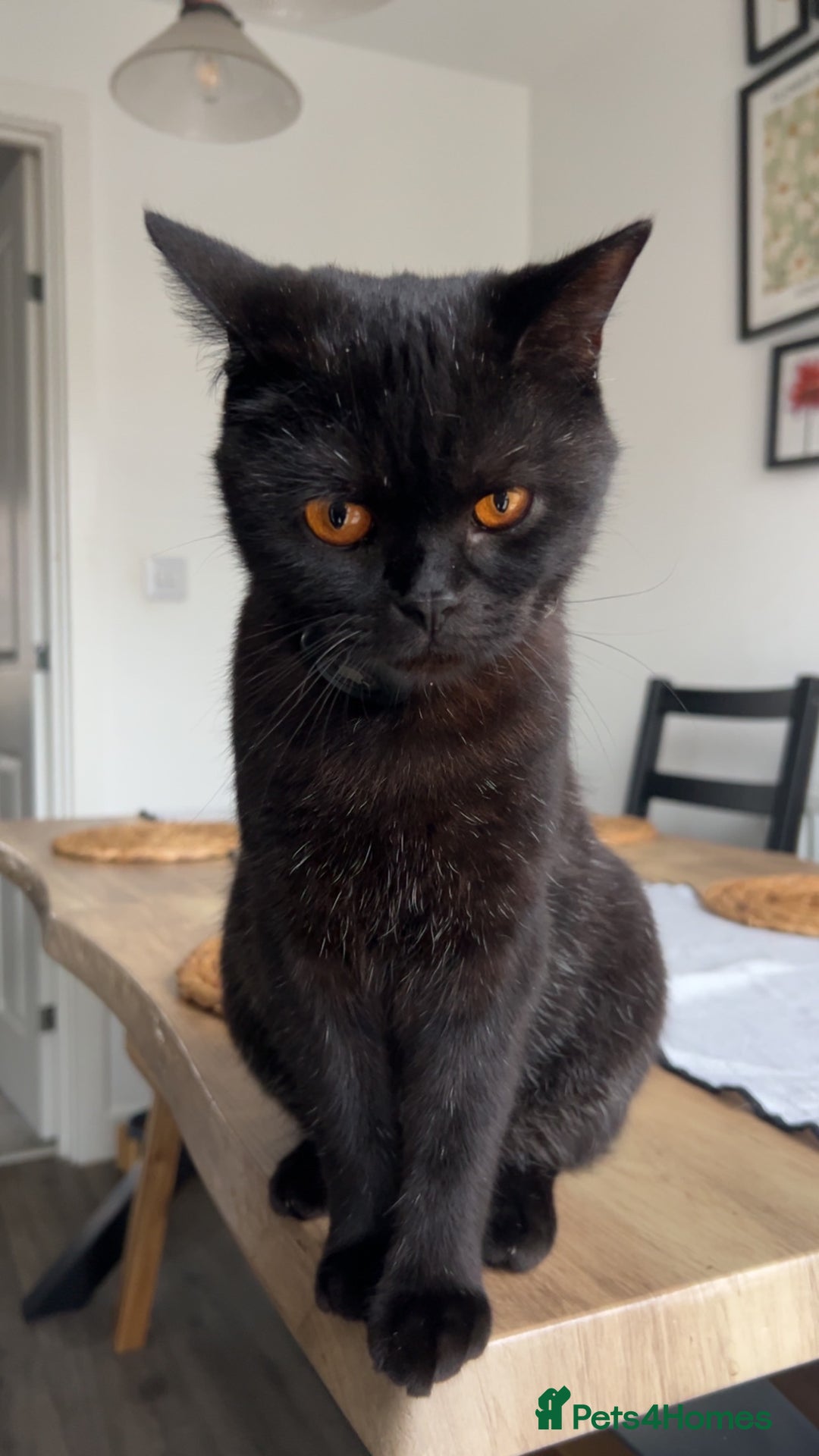 British Shorthair cats for sale: Young Male British Shorthair (Indoor Cat) - Image 1