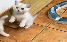 British Shorthair cats for sale: BSH BLACK TIPPED KITTENS GCCF REGISTERED  - Image 16