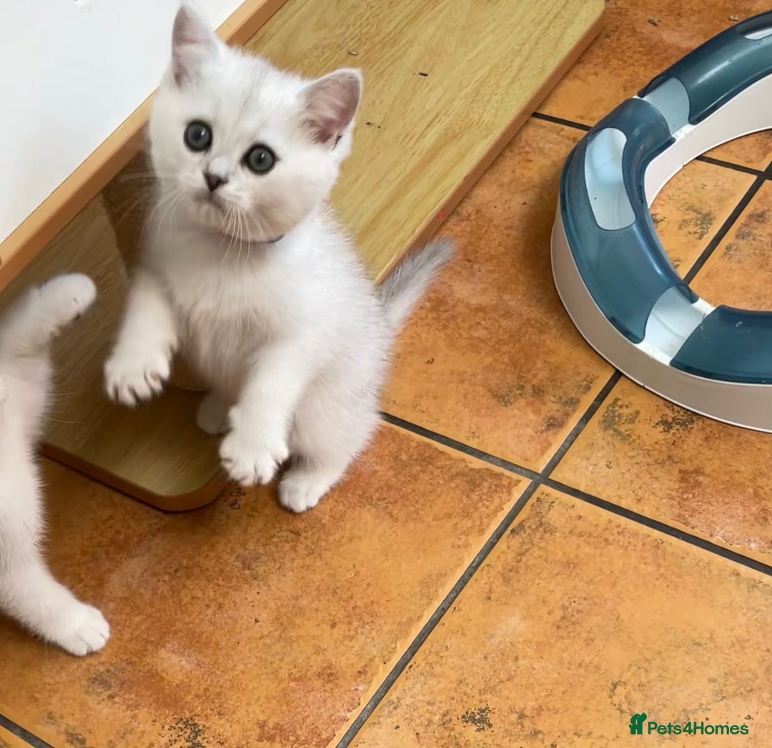 British Shorthair cats for sale: BSH BLACK TIPPED KITTENS GCCF REGISTERED  - Image 16