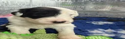 Old English Sheepdog dogs for sale: Bonnies beautiful babies  - Advert 2
