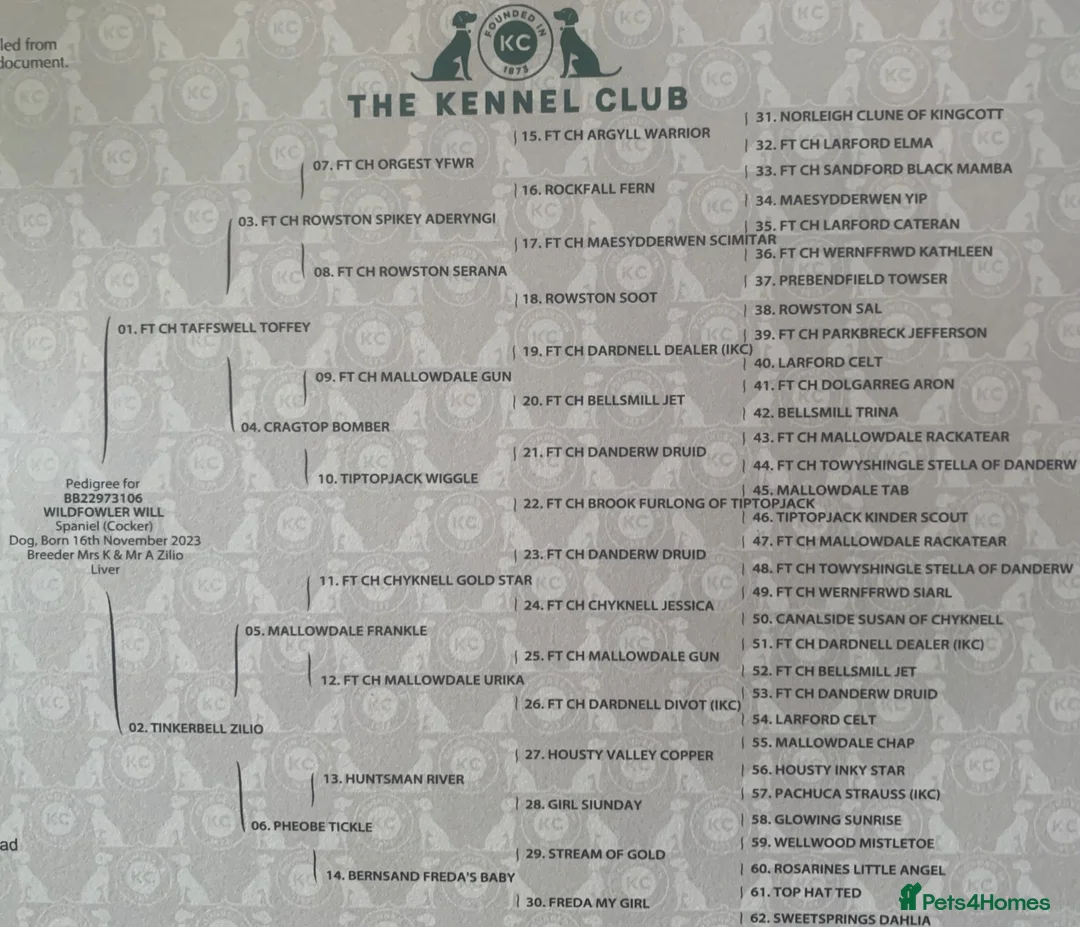 Cocker Spaniel dogs for stud: Boris (Bryn Rhos Major) for stud - Advert 22