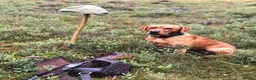 Labrador Retriever dogs for sale: Stunning KC Lab Pups- Sired By Woodruff Numero Uno - Advert 4