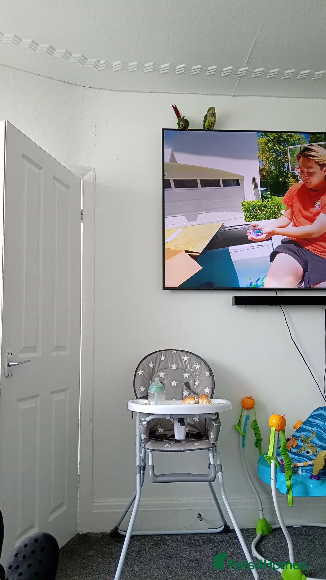 Parrots birds for sale: QUAKER AND GREEN CHEEK CONURE in Blackpool - Advert 4