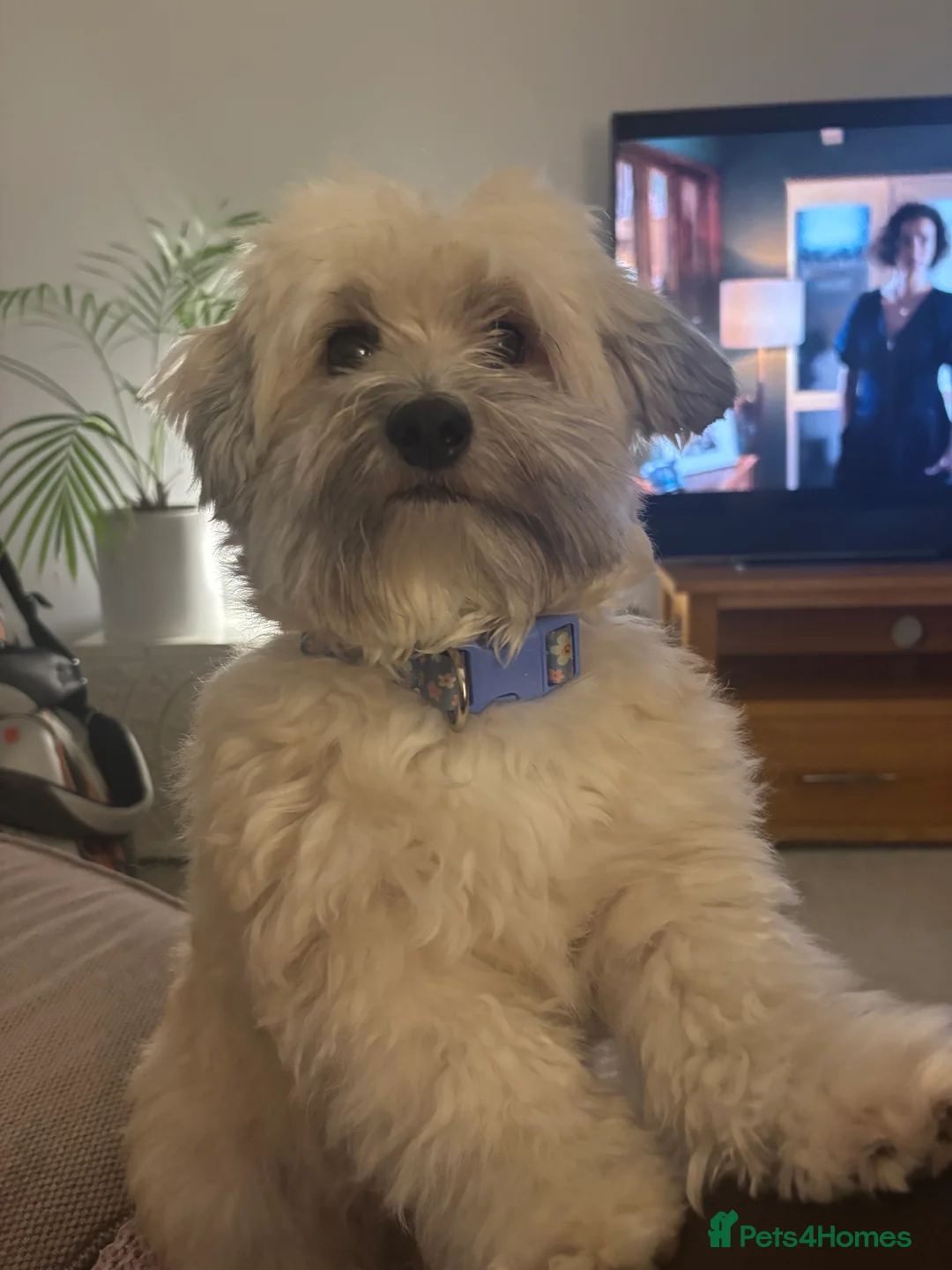 Maltipoo dogs for sale: Maltipoo - Advert 2