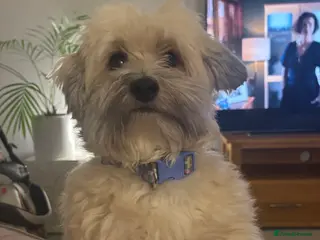 Maltipoo dogs Maltipoo - Advert 6