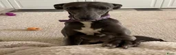 Whippet dogs for sale: Whippet puppies  - Advert 3