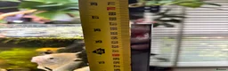 Angelfish fish for sale: Aquarium full set  - Advert 8
