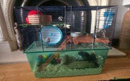 Gerbil rodents for sale: 2 Gerbil males for sale - Ed & Stormz - Image 1