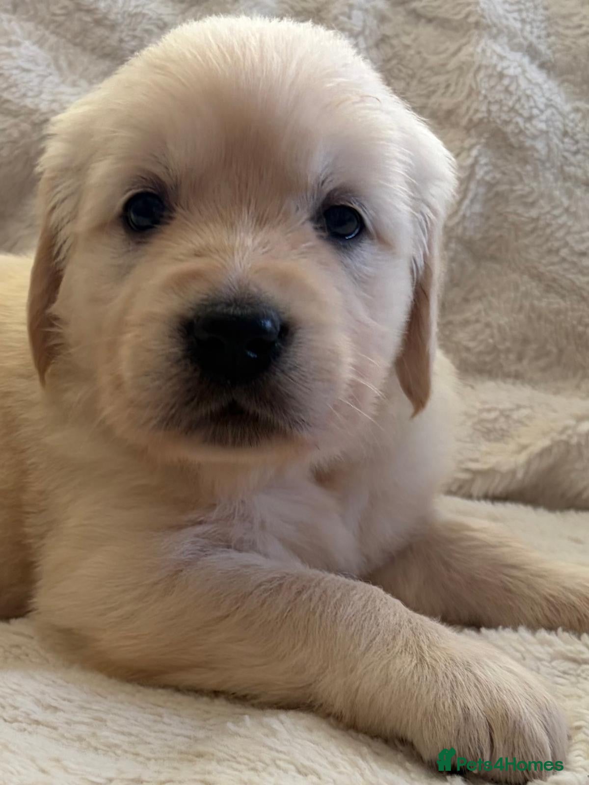 Golden Retriever dogs Beautiful healthy puppies - Advert 2