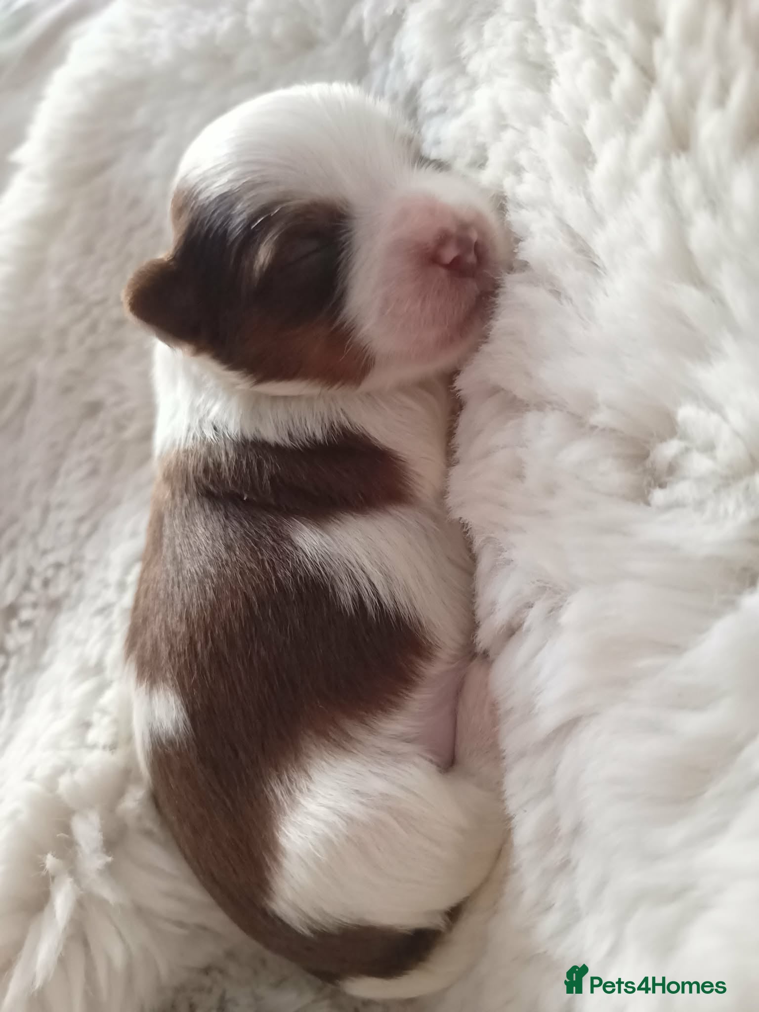 Biewer Terrier dogs 🐕Yorkshire terrier- Luxury Colors🤍🧡🖤🤎 - Advert 2