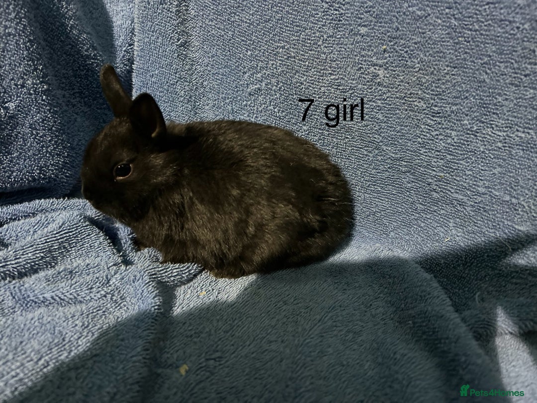 Netherland Dwarf rabbits for sale: Dwarf Netherland rabbits   - Advert 5