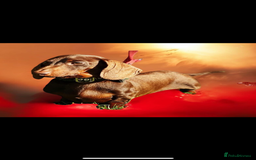 Miniature Dachshund dogs for sale: 🐾 Miniature Dachshund Puppies 🐶  - Image 8