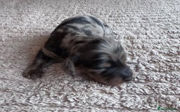 Miniature Dachshund dogs for sale: Miniature long-haired dachshunds - Image 2