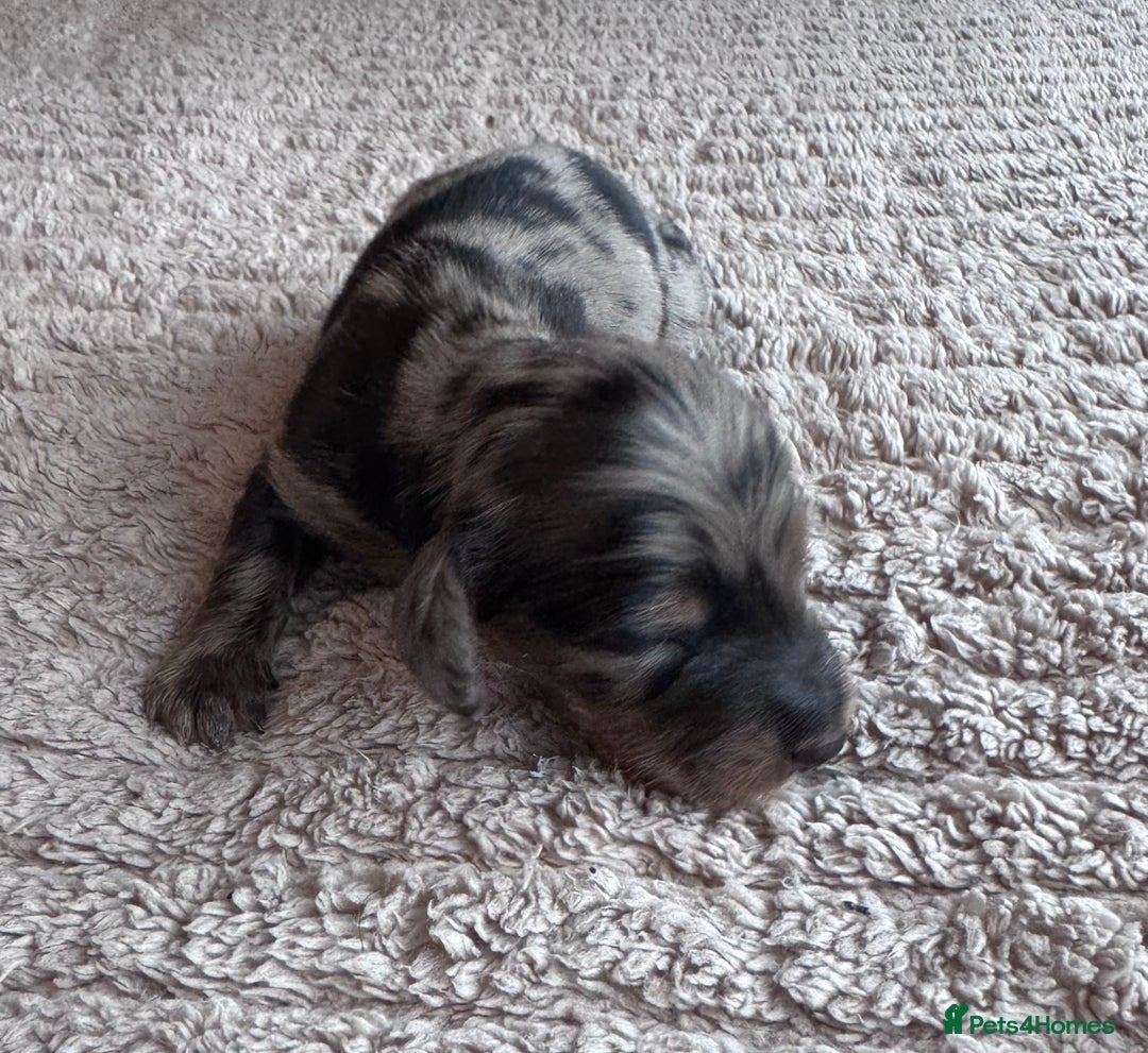 Miniature Dachshund dogs for sale: Miniature long-haired dachshunds - Image 2