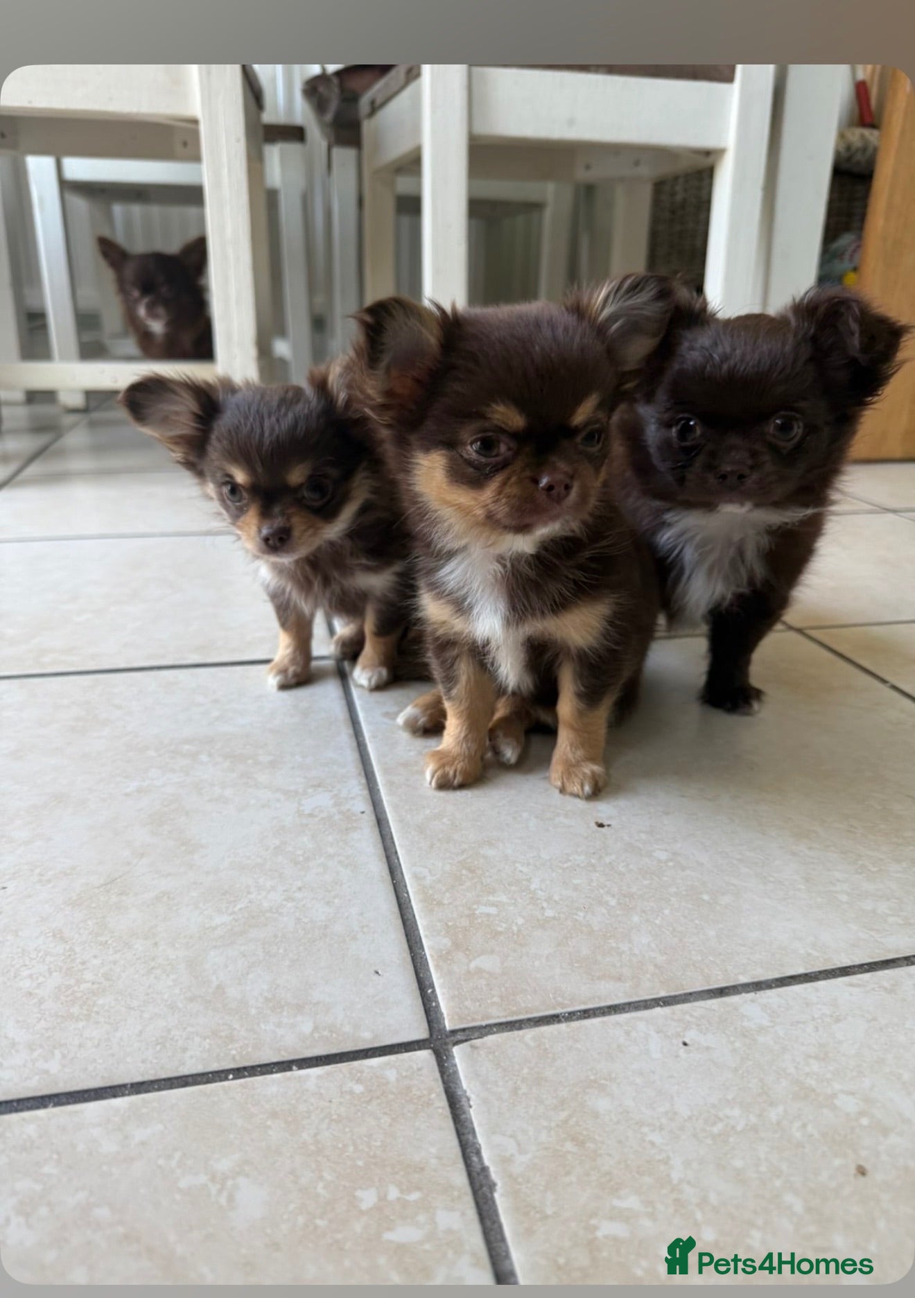 Chihuahua dogs Two beautiful long hair bitches there forever home - Advert 15