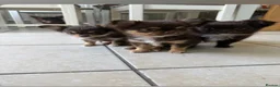 Chihuahua dogs for sale: Beautiful long hair Chihuahua - Advert 2