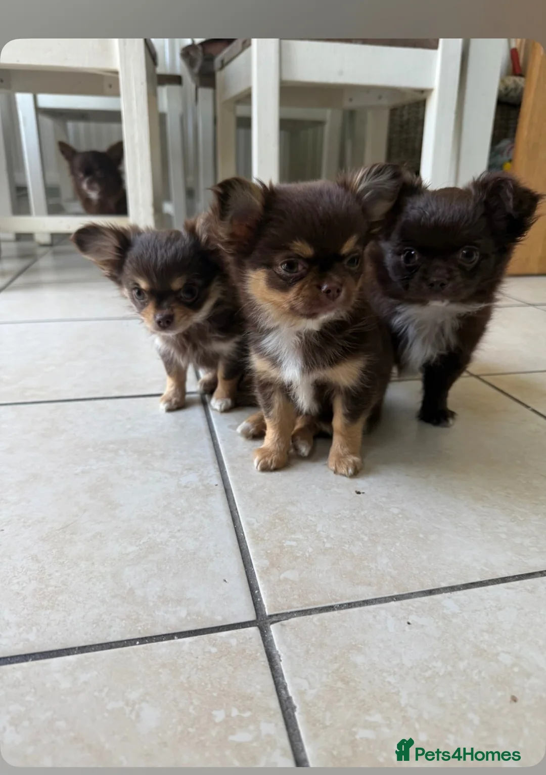 Chihuahua dogs for sale: Beautiful long hair Chihuahua - Advert 2