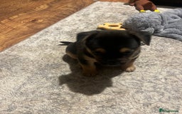 Mixed Breed dogs for sale: Gorgeous puppies - Image 9