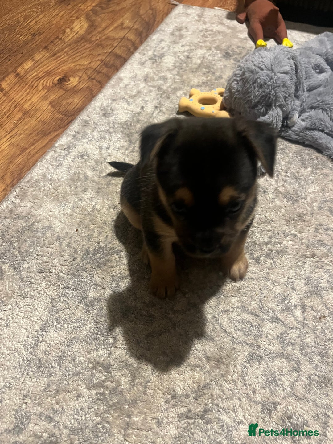 Mixed Breed dogs for sale: Gorgeous puppies - Image 9