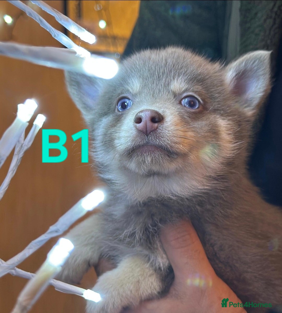 Pomsky dogs for sale: Blue Eyed F4 Toy Pomskies - Advert 4