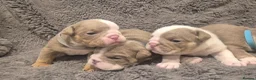 English Bulldog dogs for sale: ☆ showstopping stocky and Rare lilac tri pups ☆  - Advert 12