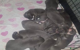 Staffordshire Bull Terrier dogs for sale: Beautiful blue Staffordshire bull terrier puppies  - Image 11