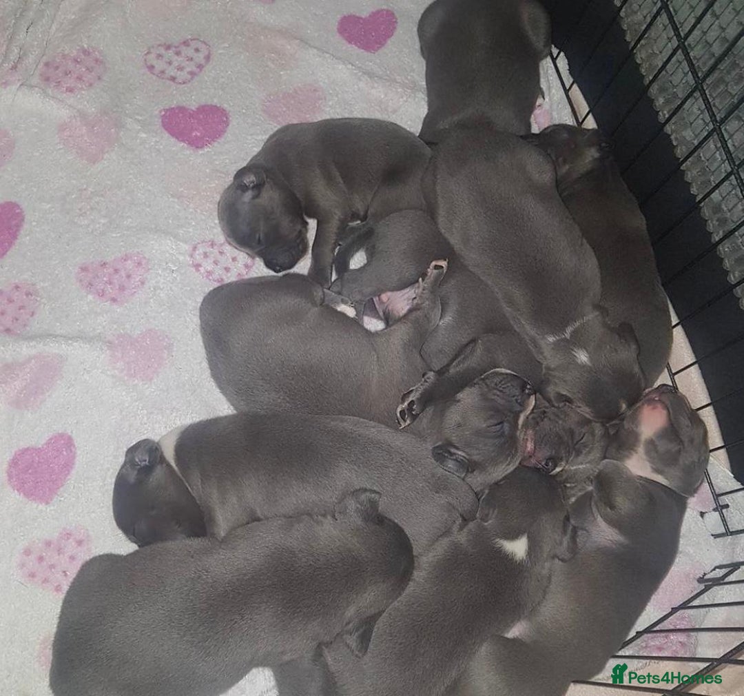 Staffordshire Bull Terrier dogs for sale: Beautiful blue Staffordshire bull terrier puppies  - Image 11