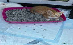 British Shorthair cats for sale: Adorable Kittens! - Image 18