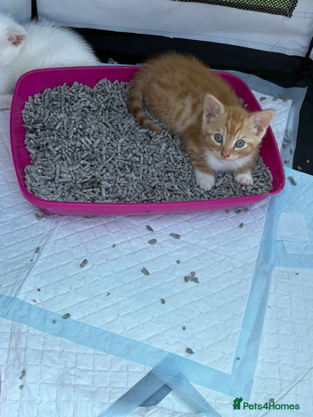 British Shorthair cats for sale: Adorable Kittens! - Image 18