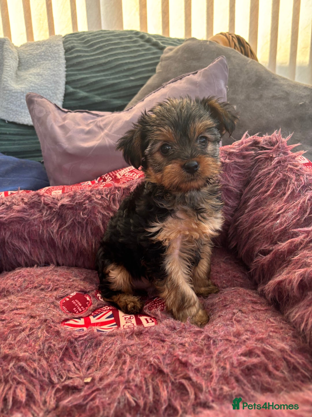 Yorkshire Terrier dogs for sale: Stunning Yorkshire terriers - Image 20