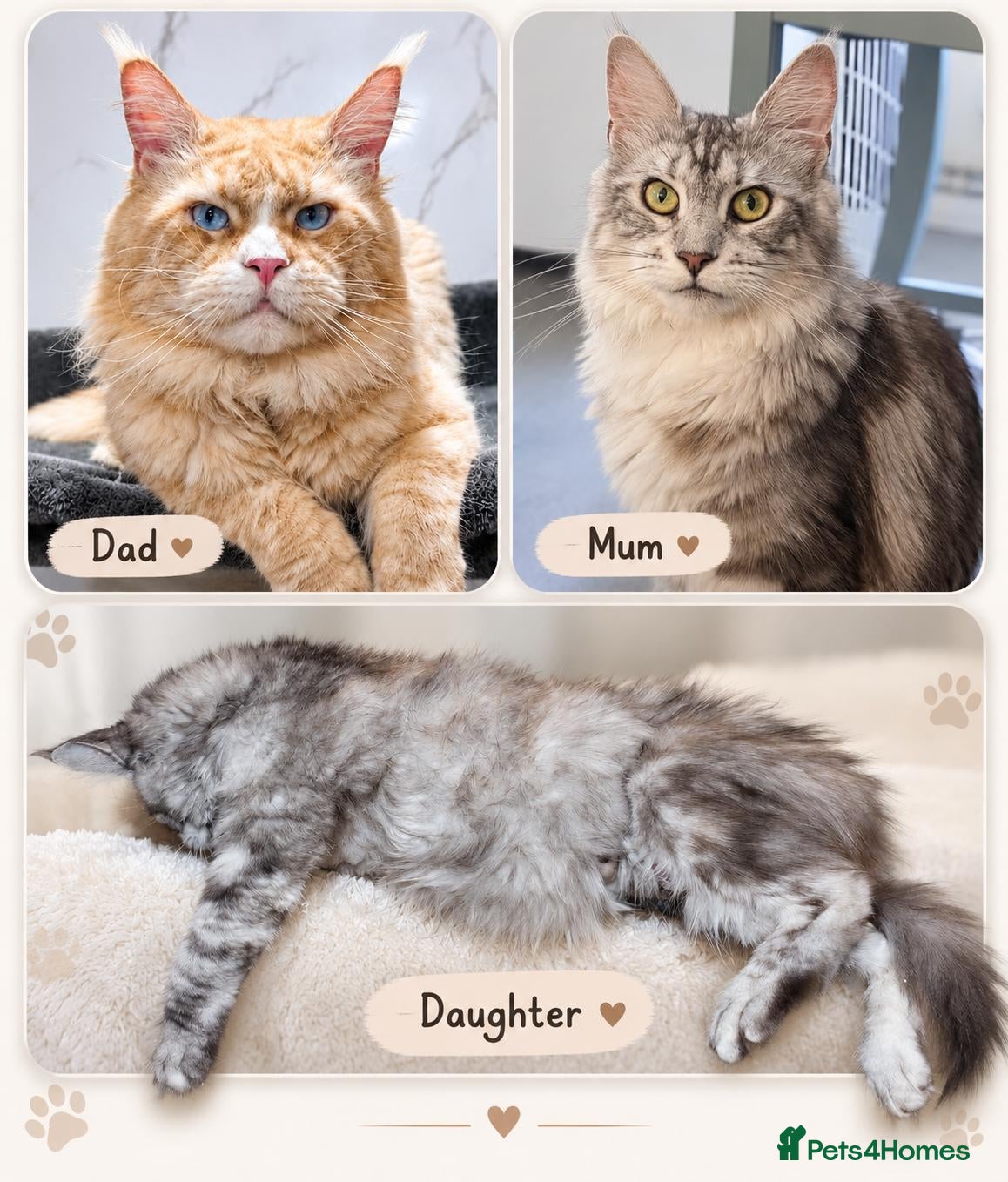 Maine Coon cats 😊LAST TICA registered girl 😊  - Advert 1