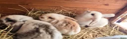 Mixed Breed rabbits for sale: Angora x French lop bunnies - Advert 11