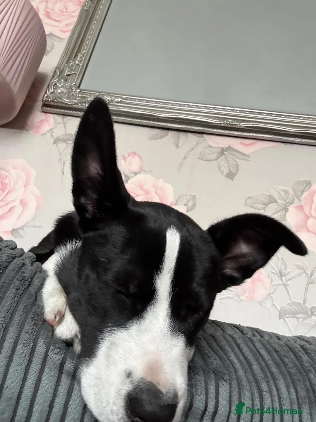 Mixed Breed dogs for sale: Husky x cane corso  - Advert 2