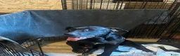 Presa Canario dogs for sale: Presa Canario pupps for sale  - Advert 1