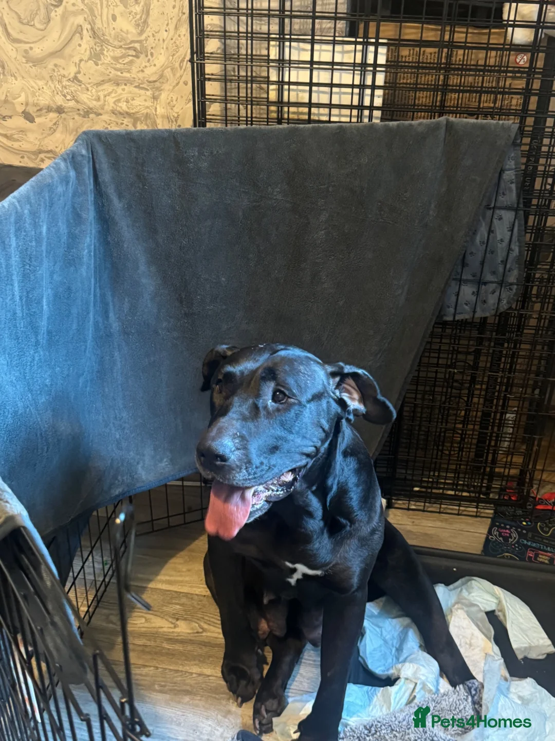 Presa Canario dogs for sale: Presa Canario pupps for sale  - Advert 1