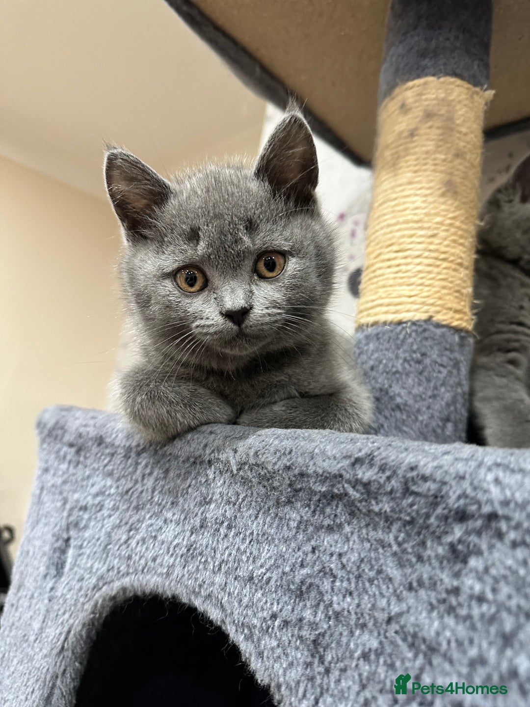 British Shorthair cats for sale: 4 Gorgeous British Blue Kittens  - Image 14