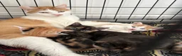 Mixed Breed cats for sale: Beautiful Calico Girls - Advert 2