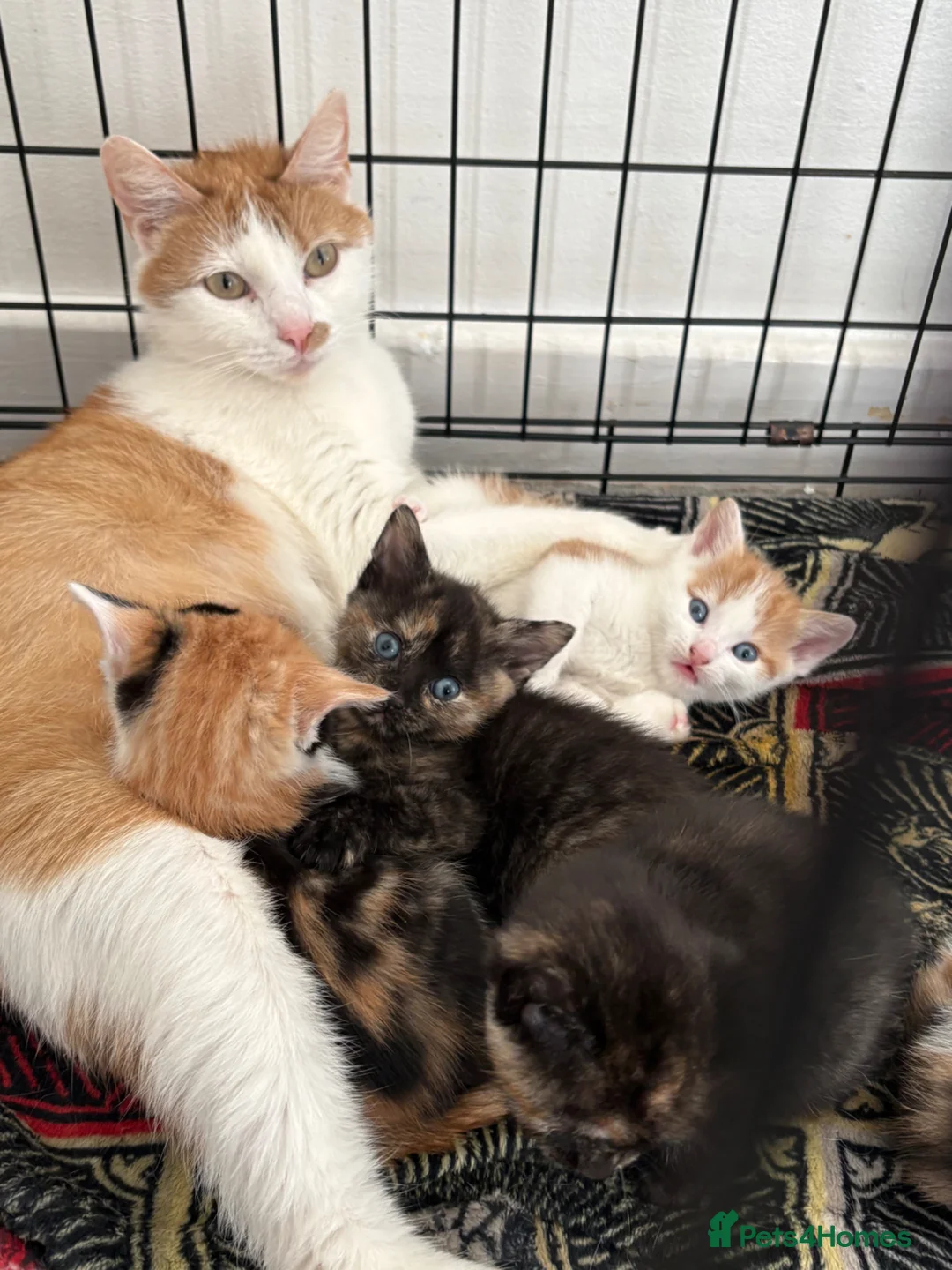 Mixed Breed cats for sale: Beautiful Calico Girls - Advert 2